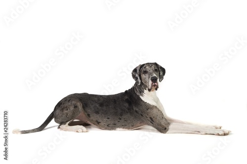 Great Dane Dog