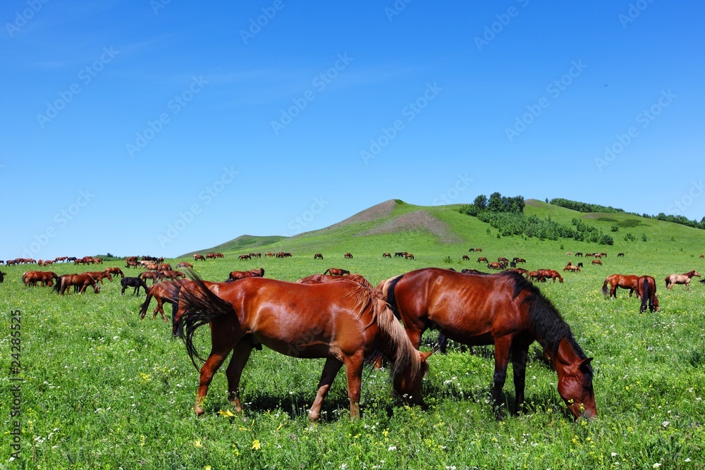 Obraz premium Horse