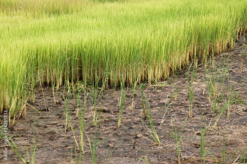 jasmine rice sprouts in dry field