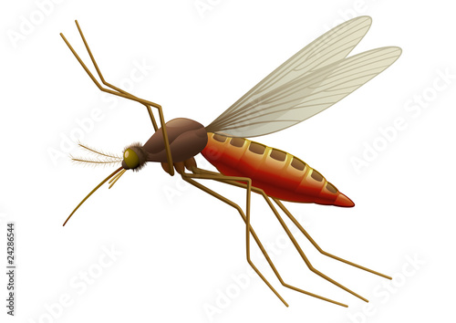 Vector Mosquito - Insect. Full compatible - gradients.