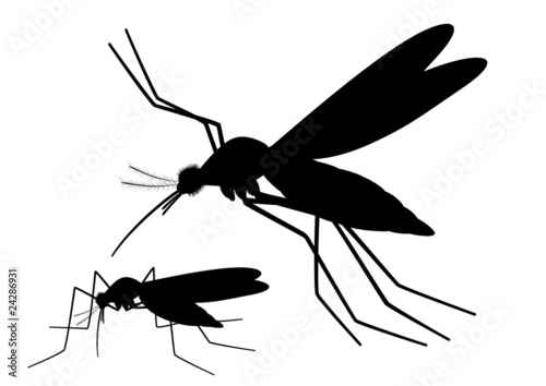 Mosquito silhouette