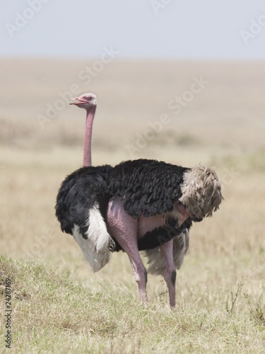 Male Ostrich, Masai Mara, Kenya, Africa