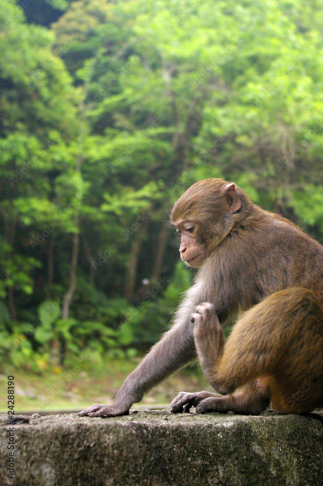 Slient monkey Slient monkey