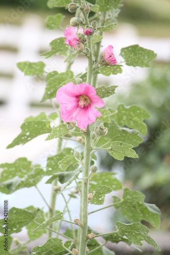 rose tremière photo