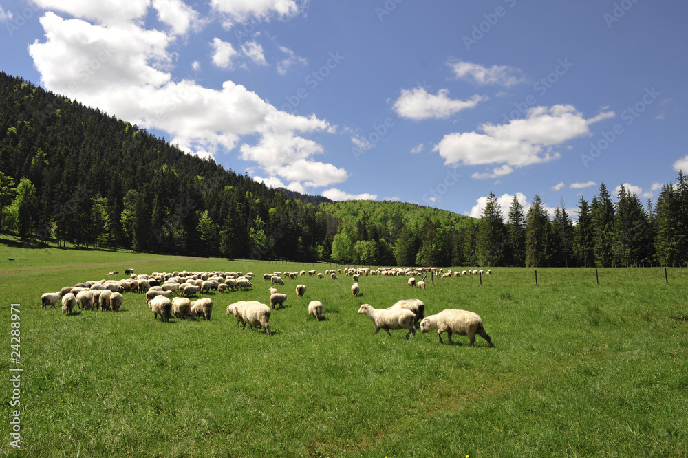 Obraz premium Sheeps on opening in high Tatra mountain