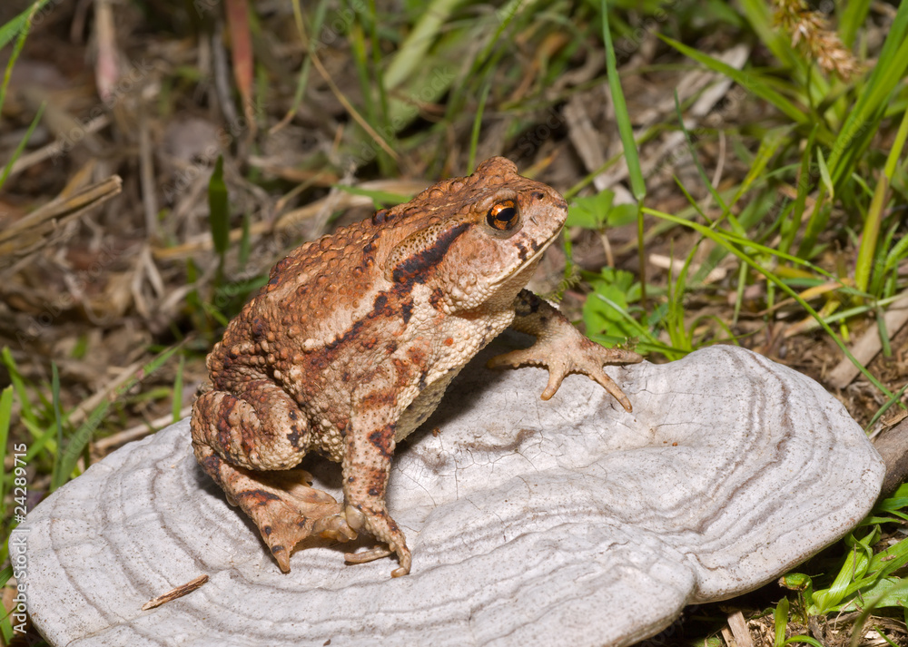 Fototapeta premium Toad on tinder 1