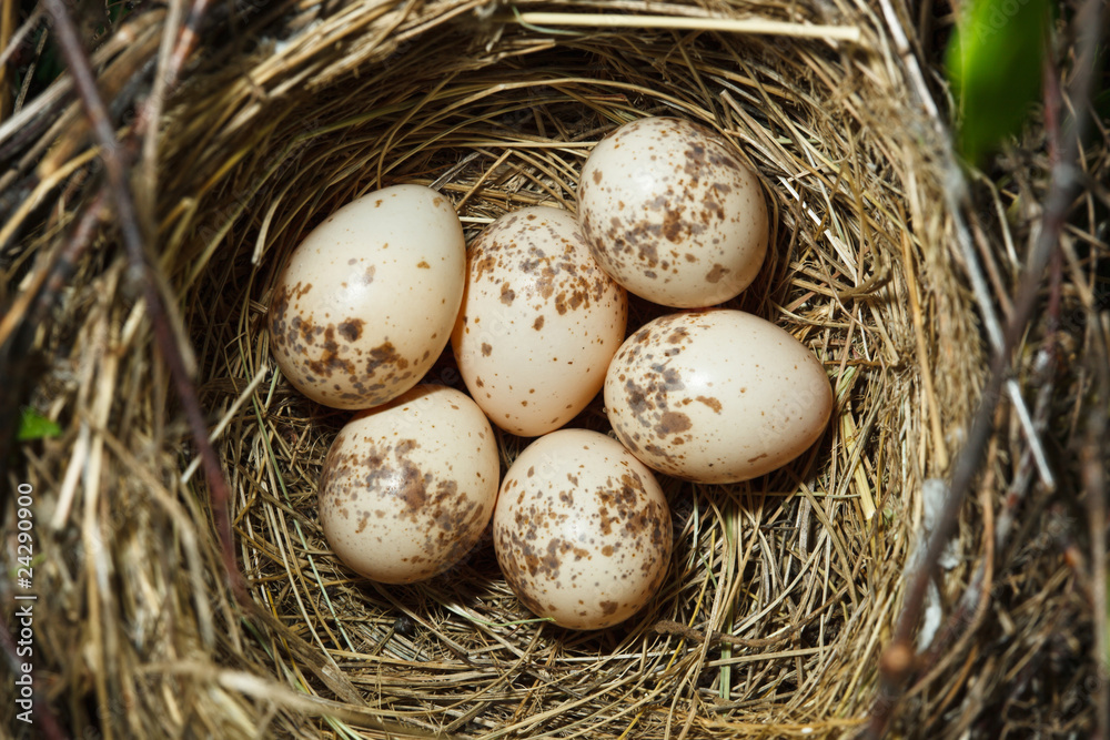 Common Shrike, Lanius collurio. Nest with eggs Common Shrike, Lanius collurio. Nest with eggs