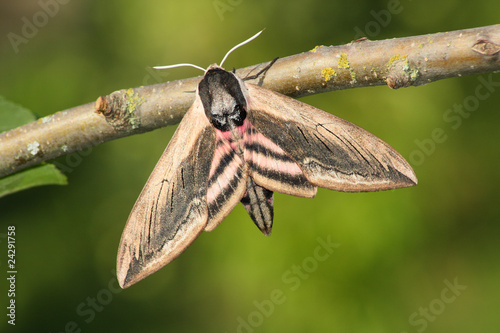 Hawk moth (Sphinx ligustri)