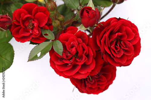 Rote Rosen