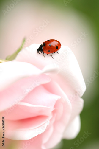 Marienkäfer auf Rosenblüte