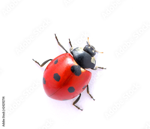 Ladybug  on  white