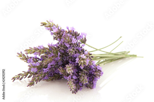 Bouquet Lavender