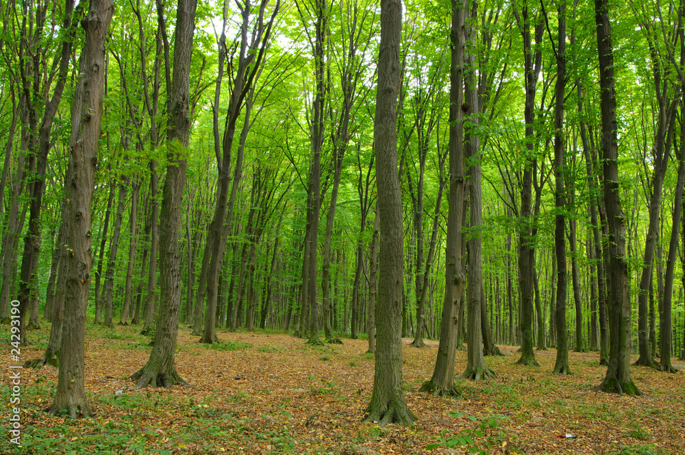 Fototapeta premium Trees