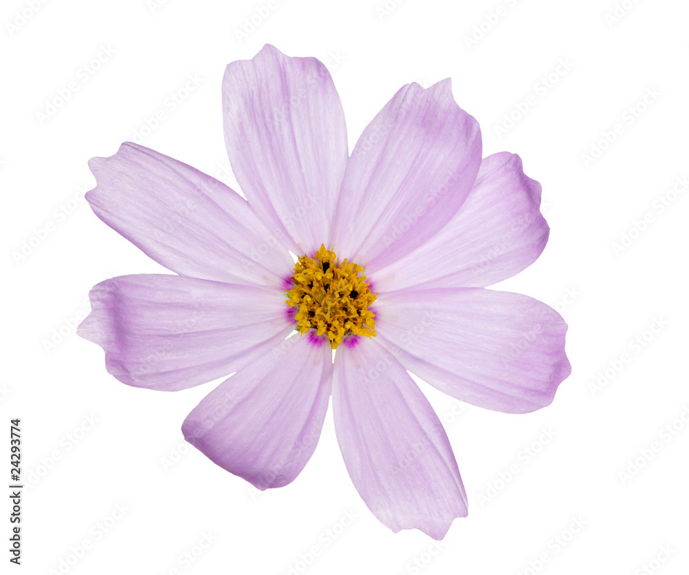 light lilac single flower on white