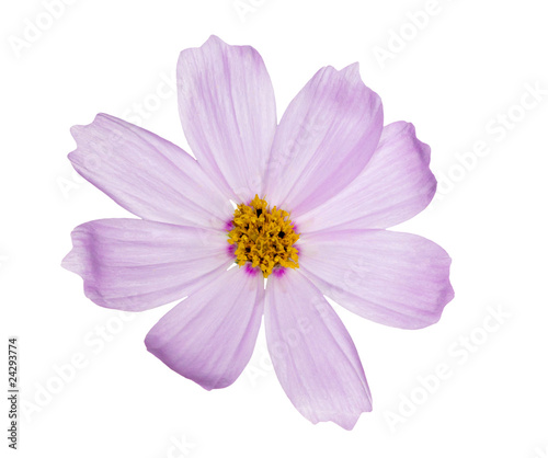 light lilac single flower on white