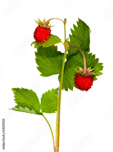 wild strawberry with green leaves
