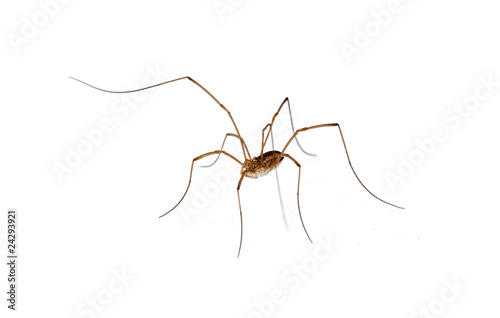 isolated spider with long legs