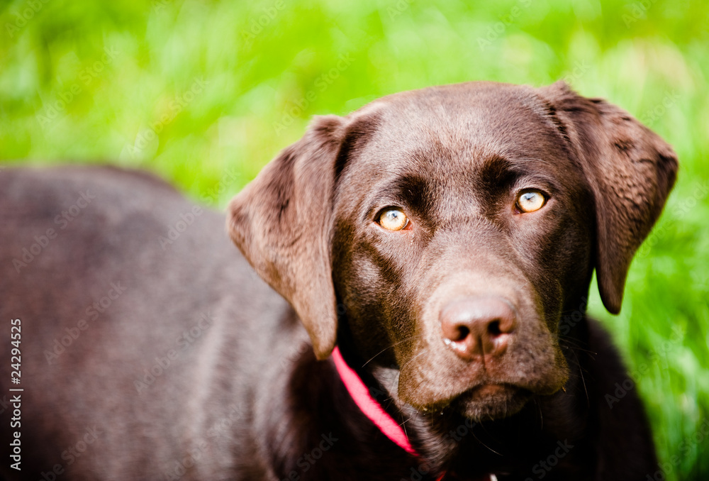 Chocolate Labrador