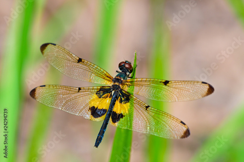 Dragonfly © sattapapan tratong