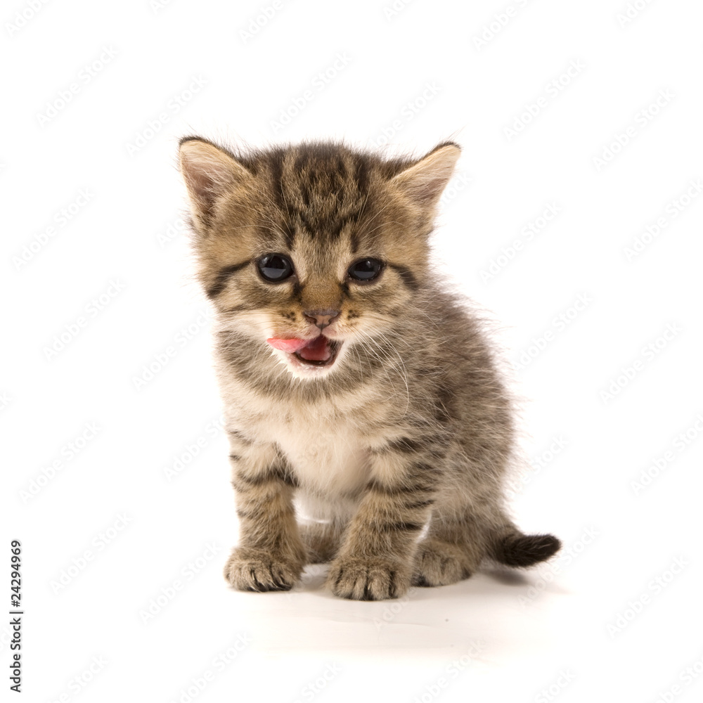 Kitten Kitten