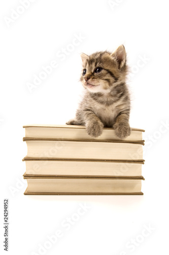 Kitten sitting on a pile of books