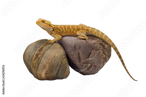 Dragon & rocks