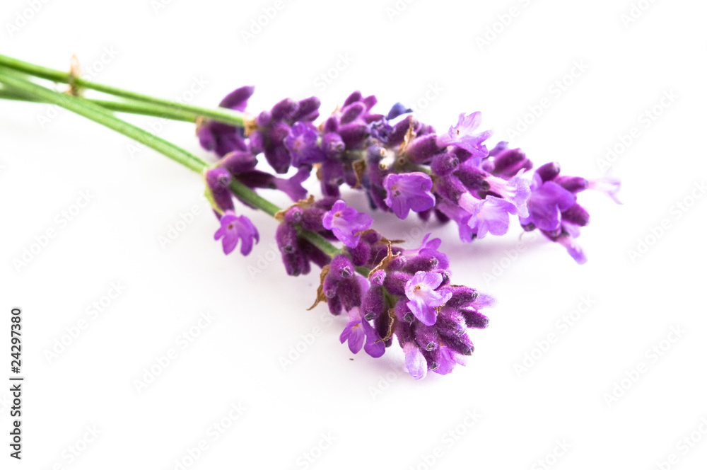 Fototapeta premium Lavendel