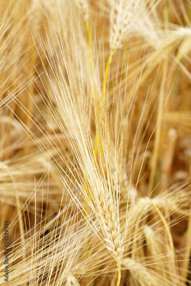 Kornähren Nahaufnahme - Cereal Grains Close-up Kornähren Nahaufnahme - Cereal Grains Close-up