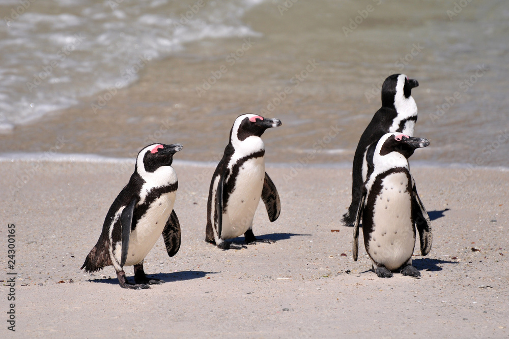 Fototapeta premium Südafrika - Pinguin