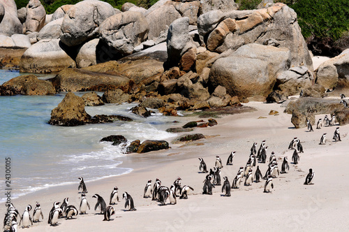 Südafrika - Pinguin #24300105