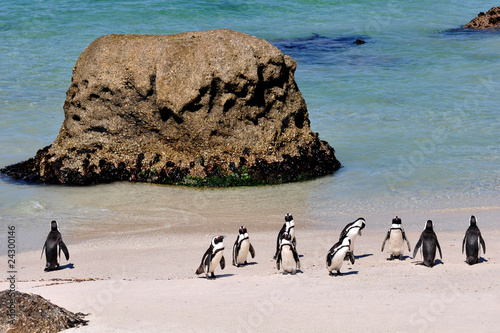 Südafrika - Pinguin photo