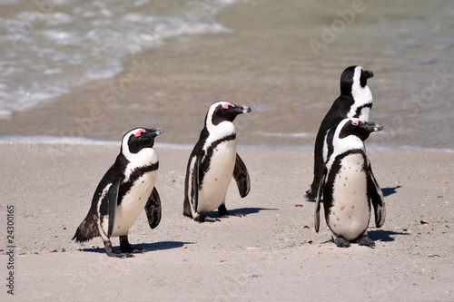 Südafrika - Pinguin