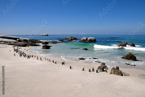 Südafrika - Pinguin photo
