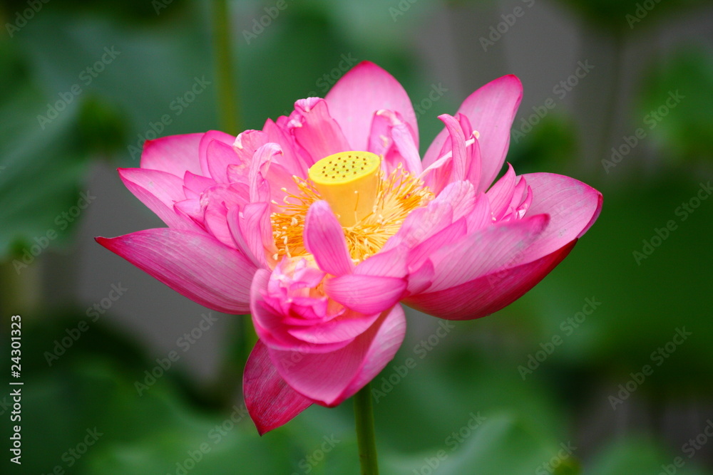 lotus lotus
