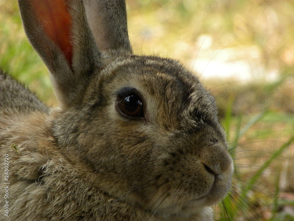 Fototapeta premium eqr