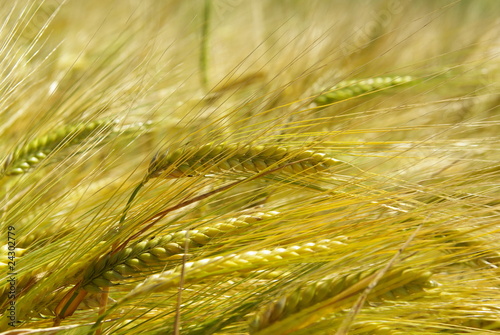 Champ de blé photo