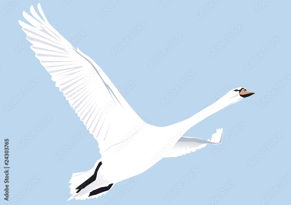 Fototapeta premium Fliegender Schwan