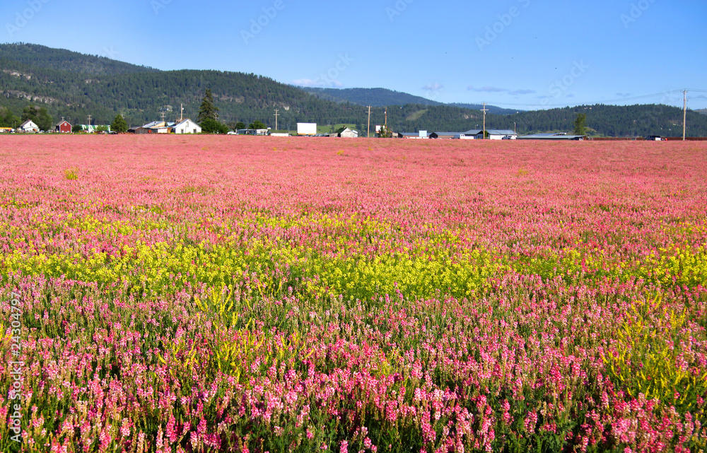 Field of pink flowers