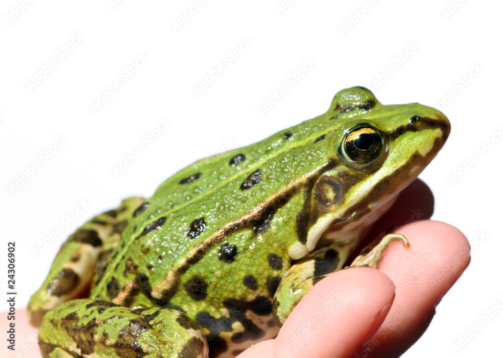 Frosch auf Hand Frosch auf Hand