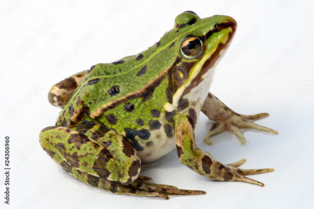 Fototapeta premium Frosch auf weißem Hintergrund