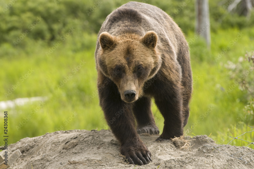 Alaskan Grizzly bear walking towards the viewer Alaskan Grizzly bear walking towards the viewer