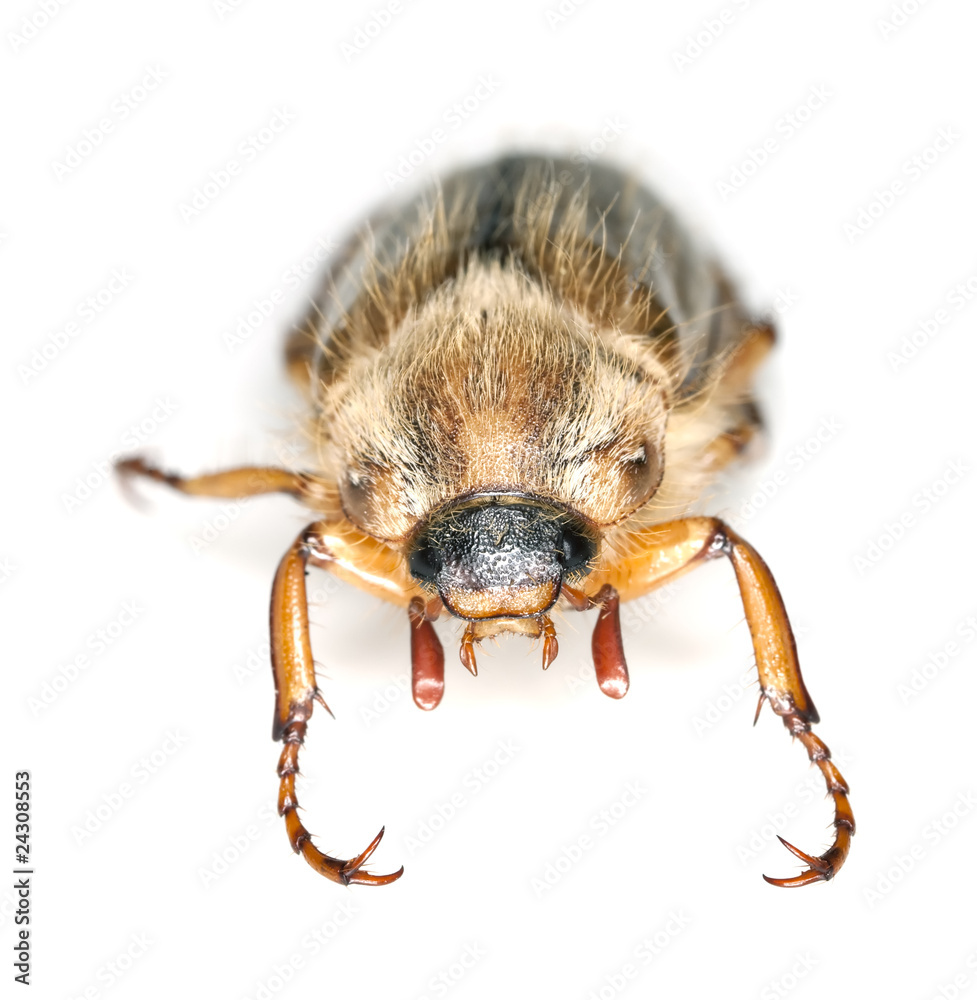 Summer chafer (amphimallon solstitiale) isolated Summer chafer (amphimallon solstitiale) isolated
