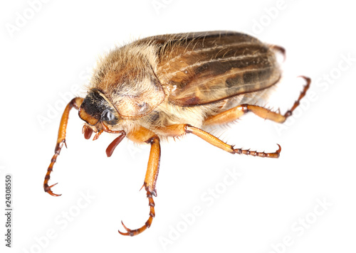 Summer chafer (amphimallon solstitiale) isolated