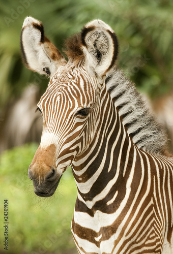 Young Grevy Zebra Profile