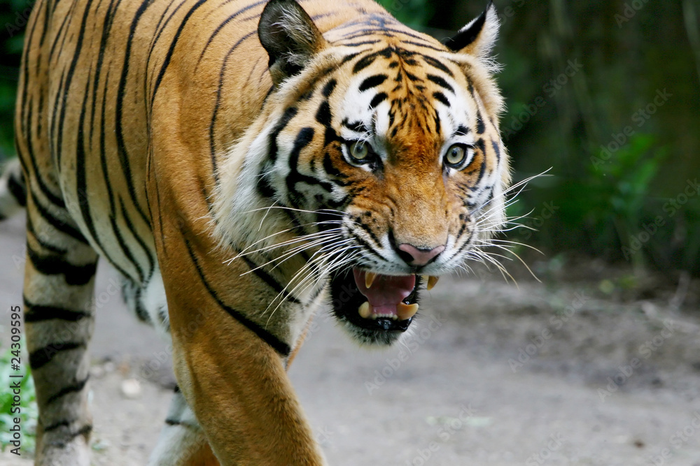 Naklejka premium asian tiger