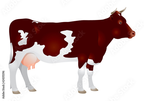 Cow, milk, Dairy cattle
