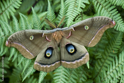 Polyphemus moth photo