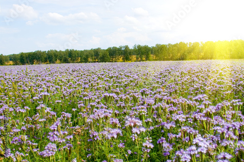 Wallpaper Mural Blue flowers (Phacelia tanacetifolia) Torontodigital.ca