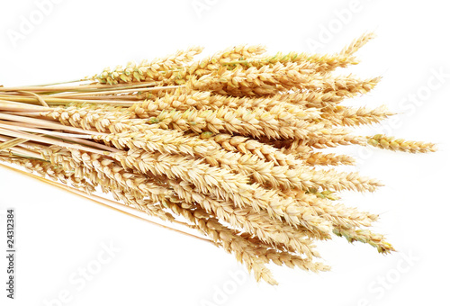 Wheat spikes isolated on the white background