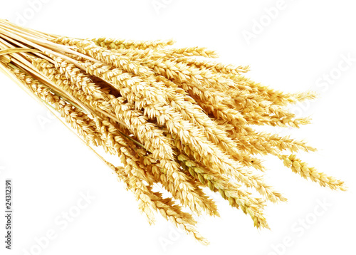 Fotografie wheat isolated